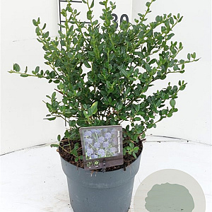Ceanothus impressus 'Victoria' 30-40 cm 3,0L