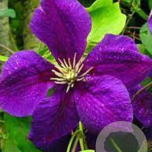 Clematis 'Superba' 80 cm rozenpot 2L 2 rank