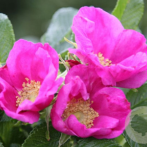 Rosa rugosa 'Rubra' 80-100 cm 10L