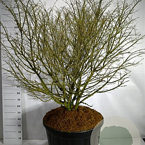 Euonymus alatus 150-175 cm cont. 230L solitair