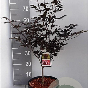 Acer pal. 'Atropurpureum' 60-80 cm 10L