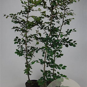Fagus sylvatica 175-200 cm 7,5L Gestokt