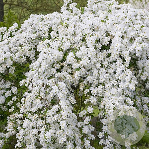 Exochorda 'The Bride' 170-200 cm cont. 55L extra