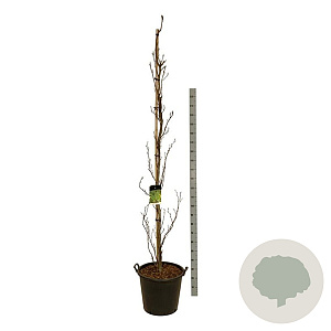 Fagus syl. 'Dawyck' 225-250 cm cont. 55L extra