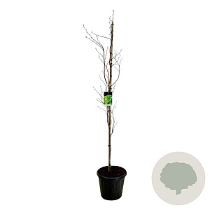 Fagus syl. 'Dawyck Gold' 175-200 cm 30L extra