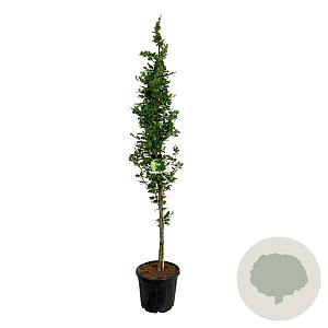 Fagus syl. 'Dawyck Gold' 225-250 cm cont. 55L extra