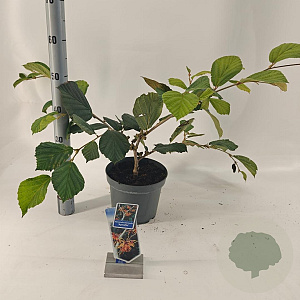 Hamamelis int. 'Aphrodite' 30-40 cm 5,0L