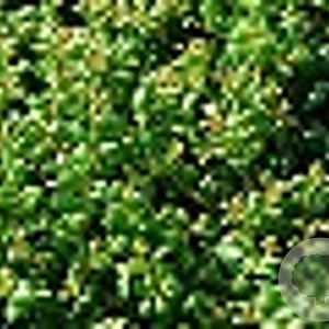 Ilex crenata 'Convexa' 60-80 cm cont. 55L multi bol