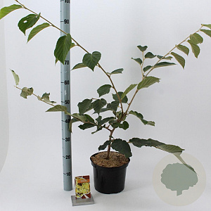 Hamamelis int. 'Pallida' 30-40 cm 5,0L