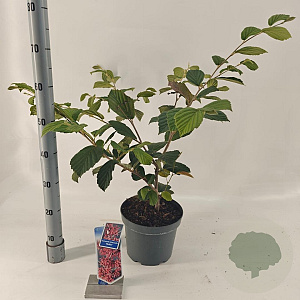 Hamamelis int. 'Rubin' 30-40 cm 5,0L