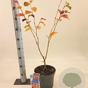 Hamamelis int. 'Ruby Glow' 30-40 cm 5,0L