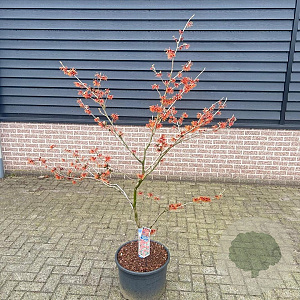 Hamamelis int. 'Ruby Glow' 80-100 cm 10L
