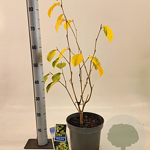 Hamamelis int. 'Westerstede' 30-40 cm 5,0L