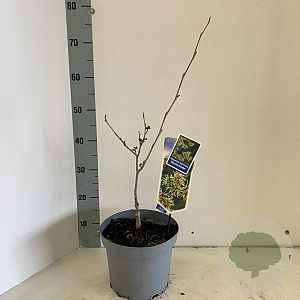 Hamamelis int. 'Westerstede' 30-40 cm 5,0L