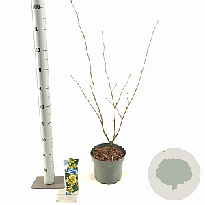 Hamamelis int. 'Westerstede' 30-40 cm 5,0L