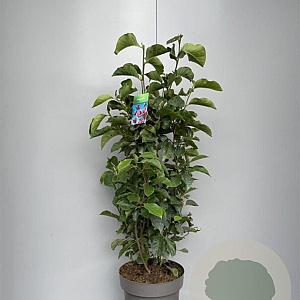 Magnolia 'Genie' 80-100 cm 15L