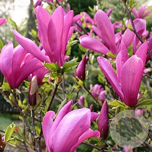 Magnolia 'Susan' 90 cm stam 15L