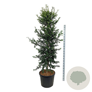 Ilex aquipernyi Dragon Lady 225-250 cm cont. 90L extra