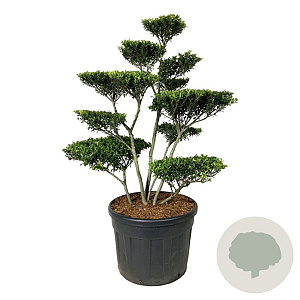 Ilex crenata 'Blondie' 100-125 cm cont. 130L