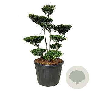 Ilex crenata 'Blondie' 125-150 cm cont. 180L bonsai