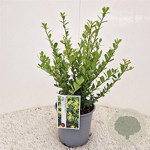 Ilex crenata 'Caroline Upright' 35 cm 2,5L