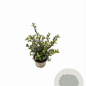 Ilex crenata Dark Green 10-15 cm P9 struik