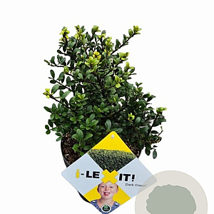 Ilex crenata Dark Green 20 cm op 2,0L struik potgekweekt