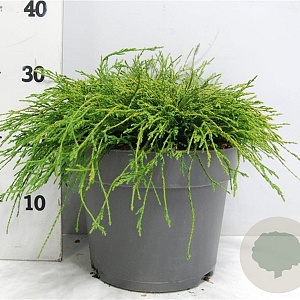Chamaecyparis p. 'Filifera Nana' 40-50 cm 7,5L
