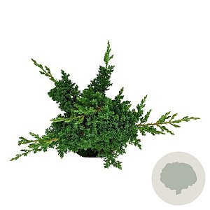 Juniperus procumbens 'Nana' 40-50 cm 5,0L
