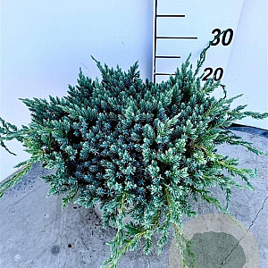 Juniperus squamata 'Blue Carpet' 40-50 cm 5,0L