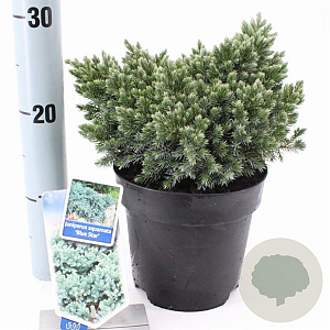 Juniperus squamata 'Blue Star' 20-25 cm 3,0L