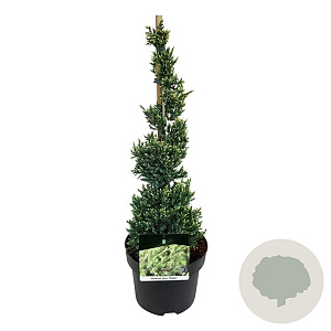Juniperus squamata 'Holger' 40-50 cm 5,0L