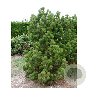 Pinus heldreichii 'Compact Gem' 40-50 cm 15L