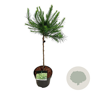 Larix decidua 'Globus' 40 cm stam 5,0L