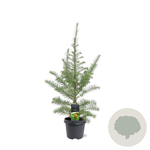 Larix kaempferi 80-100 cm 5,0L