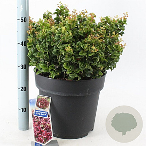 Leucothoe axillaris 'Curly Red' 40-50 cm 15L