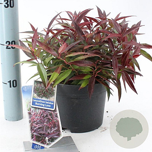 Leucothoe keiskei Burning Love 25-30 cm 2,0L