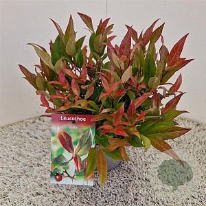 Leucothoe 'Zeblid' 30-35 cm 2,5L
