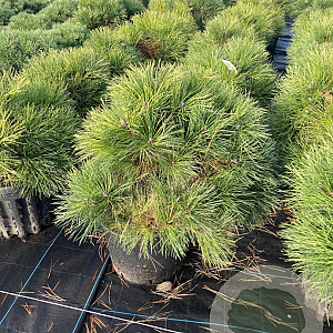 Pinus nigra 'Nana' 50-60 cm 30L extra