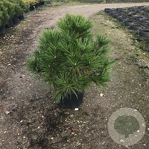 Pinus nigra 'Spielberg' 50-60 cm 30L extra