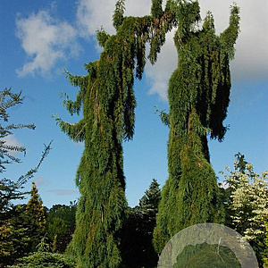 Sequoiadendron g. 'Pendulum' 170-200 cm cont. 55L extra