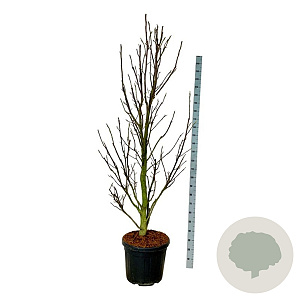 Magnolia 'Sentinel' 200-225 cm cont. 55L extra