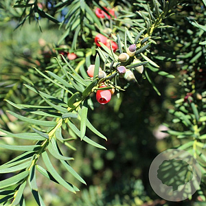 Taxus b. 'Dovastoniana' 120-150 cm cont. 130L