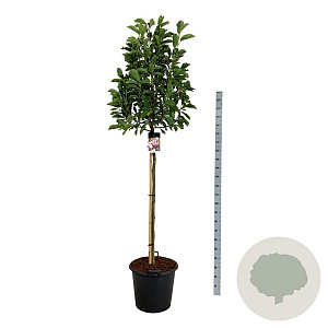 Magnolia soulangeana 120 cm stam cont. 55L extra