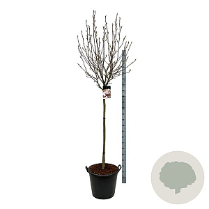 Magnolia soulangeana 120 cm stam cont. 55L extra