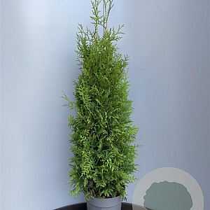 Thuja occ. 'Brabant' 175 cm op cont. 90L multi bol