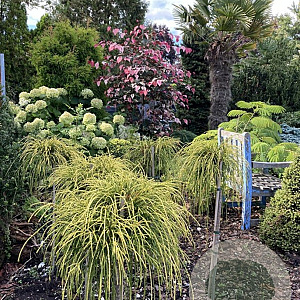 Thuja plicata 'Golden Whipcord' 40 cm stam 15L kroon 50-60