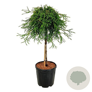 Thuja pl. 'Kager's Beauty' 60 cm stam 15L
