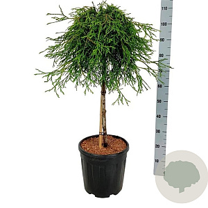 Thuja pl. 'Kager's Beauty' 60 cm stam 15L
