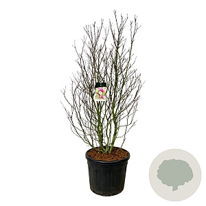 Magnolia 'Susan' 175-200 cm cont. 90L extra